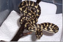 carpetmale